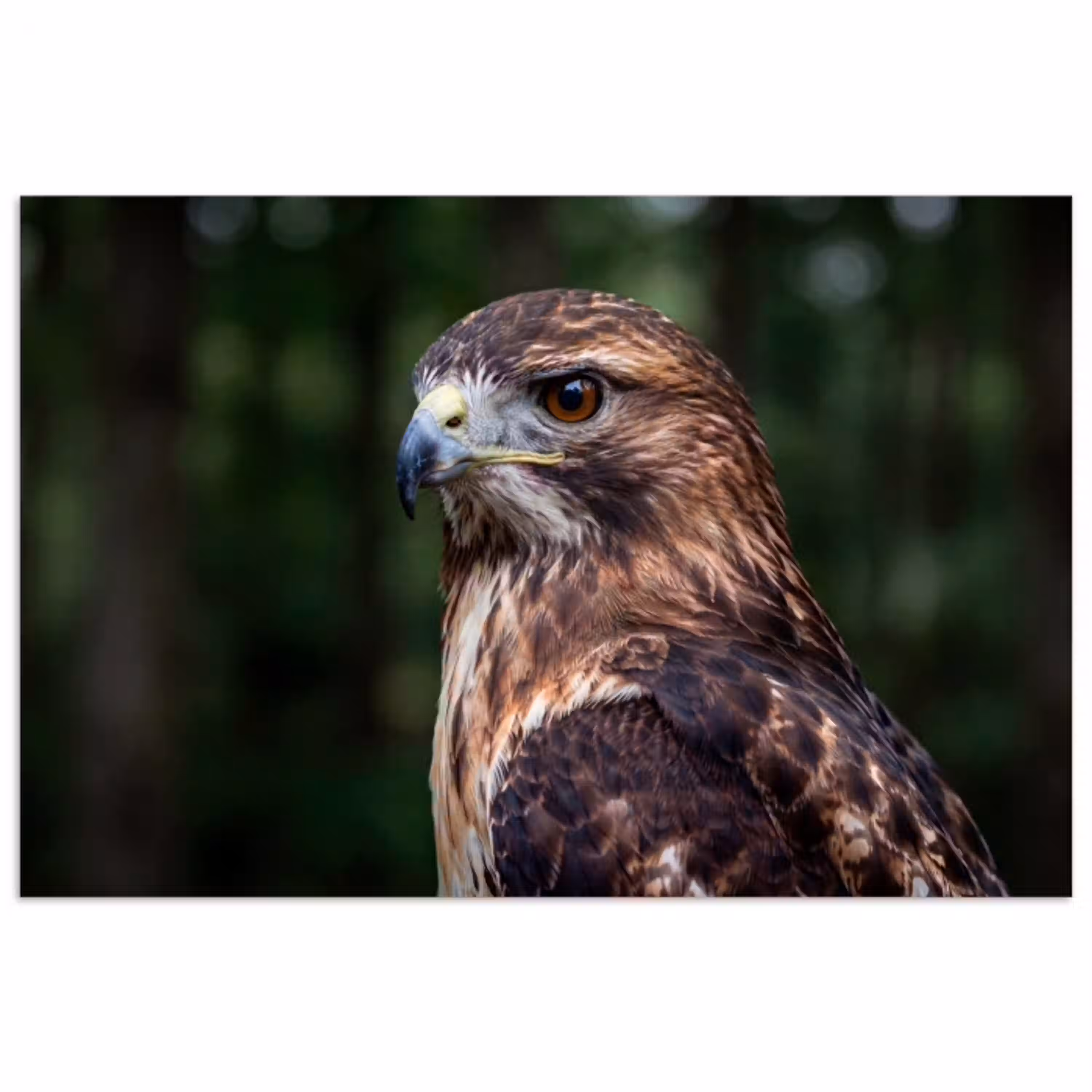 Buizerd - Roofvogel - Natuur - Bruin poster papier klein -3d