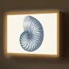 Blauw - Schelp - Spiraal Light Box met batterij (Wandlamp) middel -z3d_website