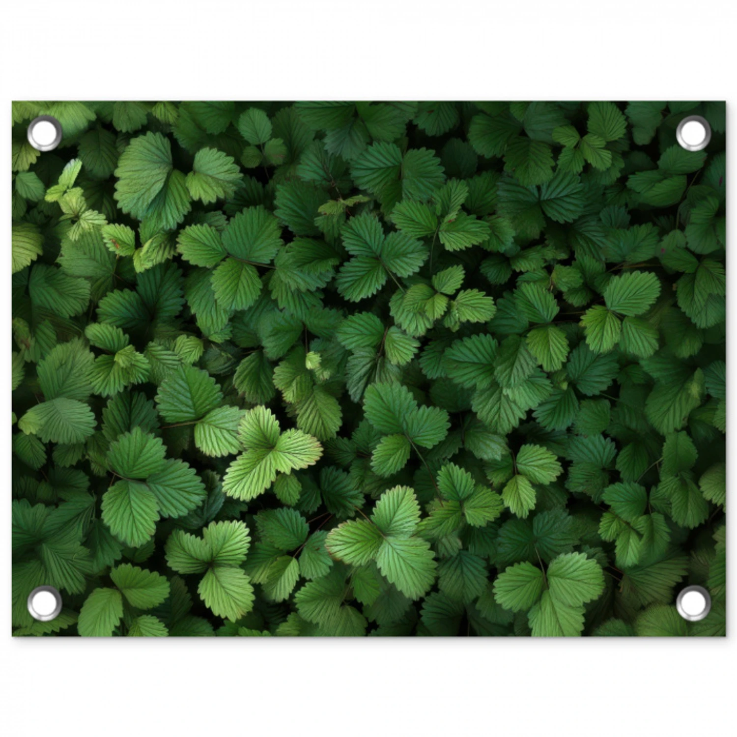 Groen - Bladeren - Kartel - Zonlicht tuinposter los doek klein -3d