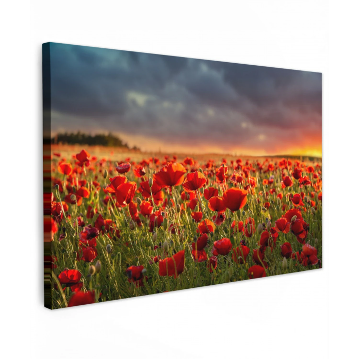 Klaprozenveld bij zonsondergang Tuinposter op houten frame 2 cm dik klein -3d