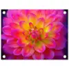 Roze - Dahlia - Kleurrijk tuinposter los doek klein -3d