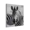 Zebra's - Zwart - Wit aluminium wit klein -3d