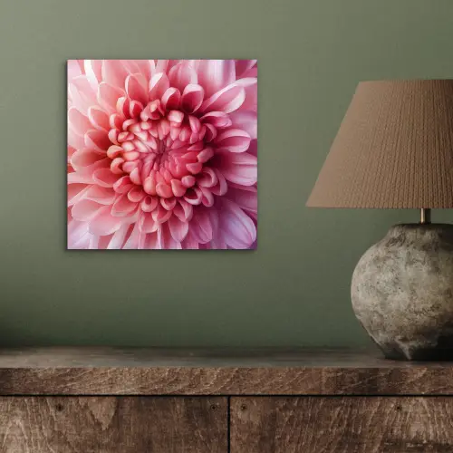 Dahlia - Bloem - Close up - Roze aluminium wit klein -sfeer2