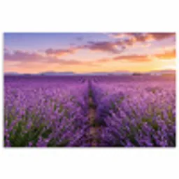 Lavendel - Veld - Natuur - Paars poster papier klein -3d