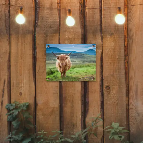 Schotse hooglander - Koe - Natuur - Berg - Gras tuinposter los doek klein -sfeer1