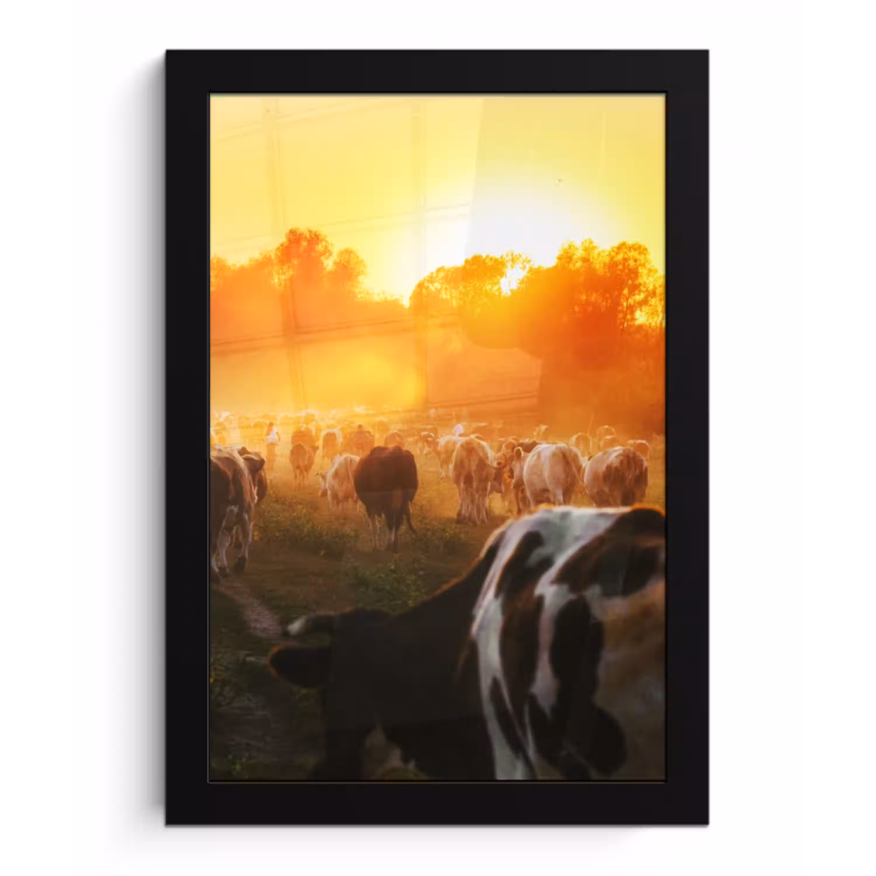 Koeien - Zonsondergang - Weiland - Dieren fotolijst zwart zonder passe partout klein -3d
