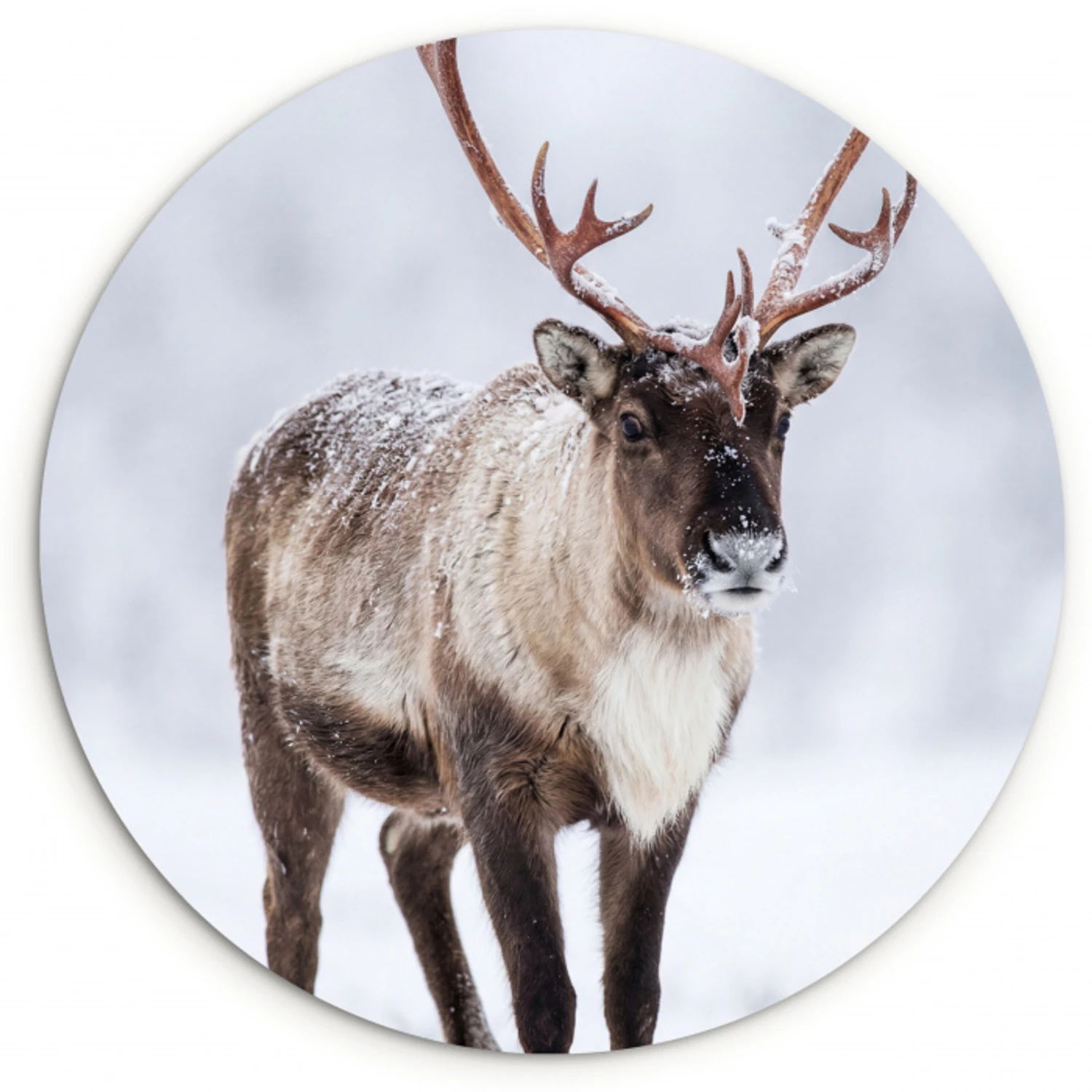 Rendier - Gewei - Toendra - Sneeuw - Wild Wandcirkel kunststof plaat 5mm dik klein -3d