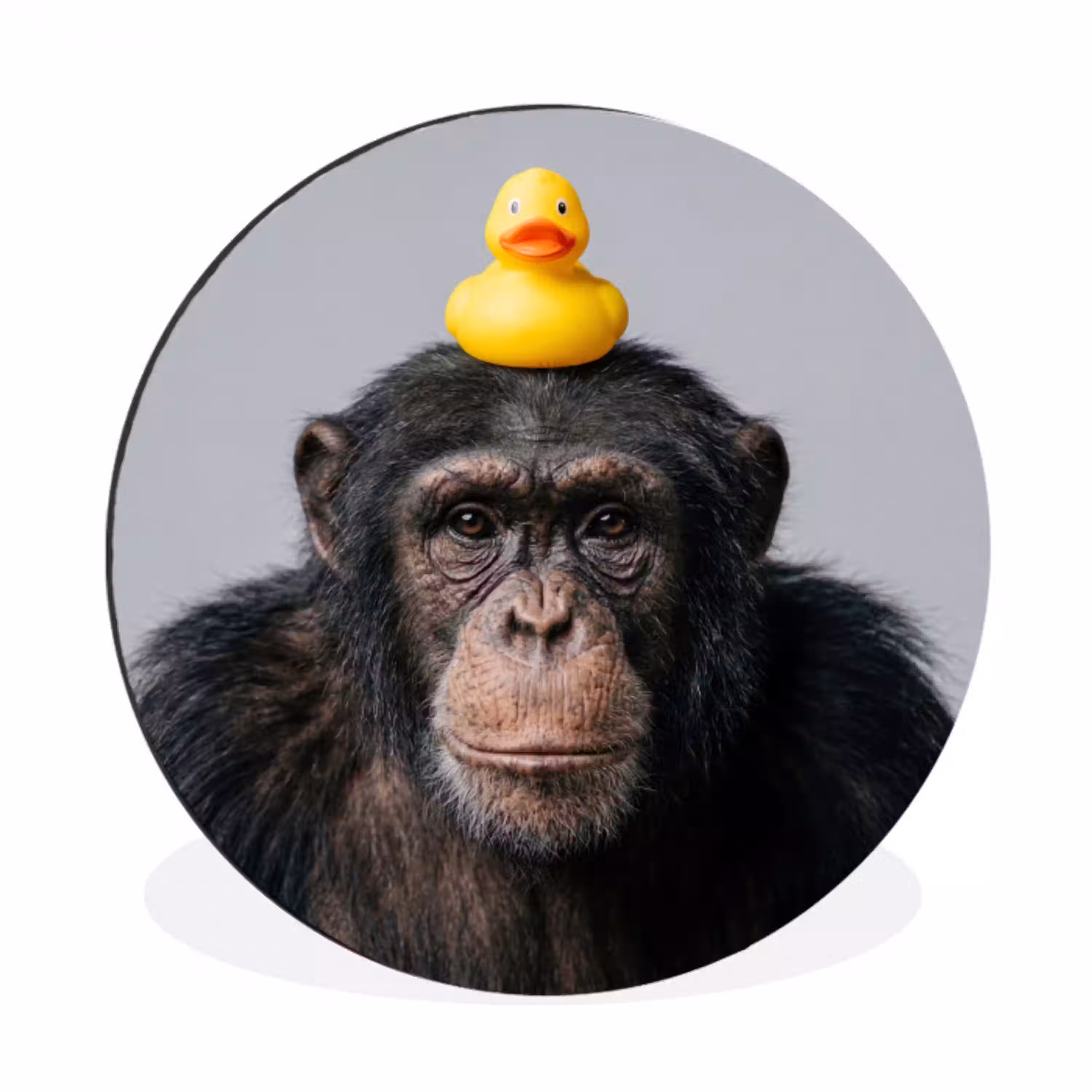 Chimpansee - Badeend - Grijs Wandcirkel aluminium klein -3d
