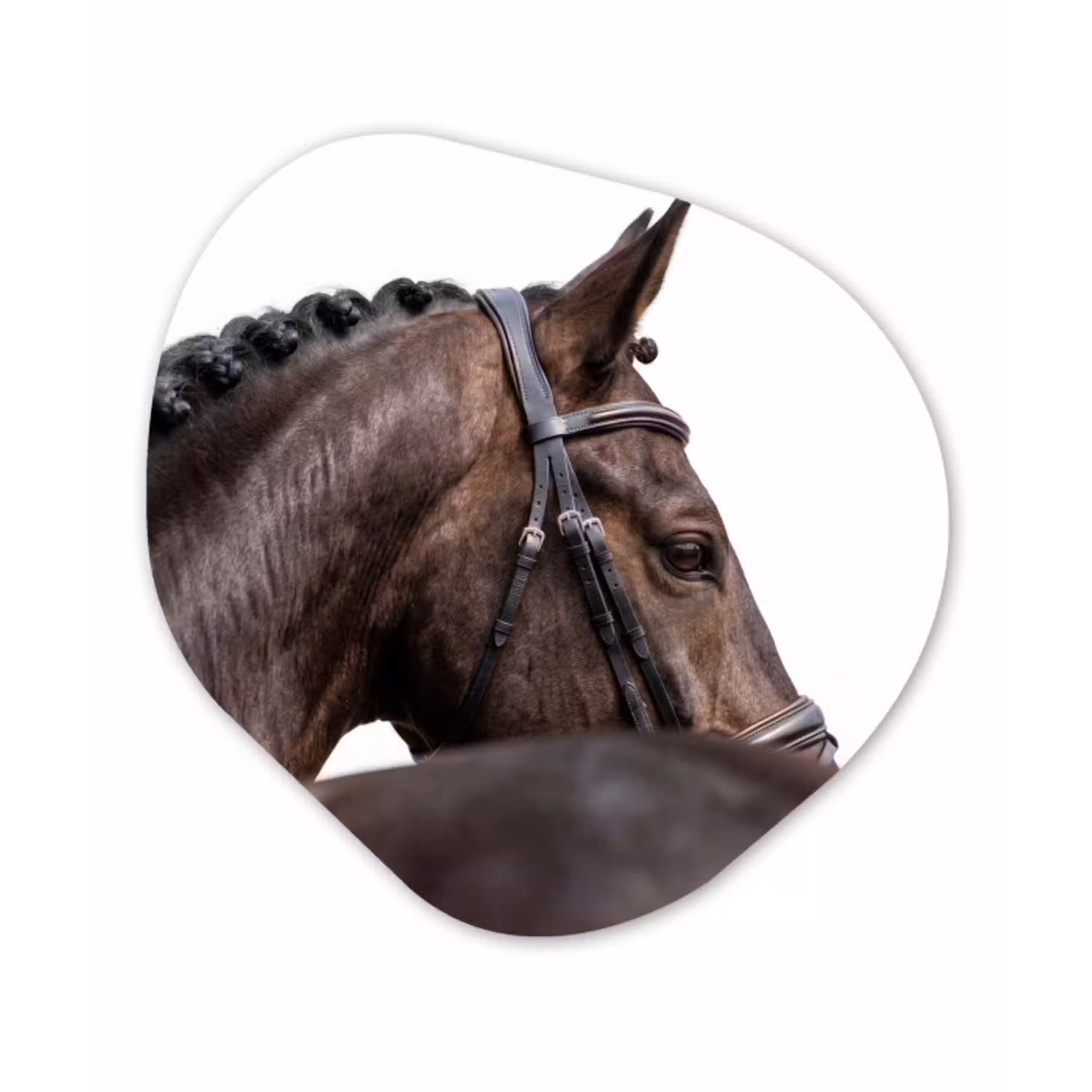 Portret - Paard - Elegant Wandcirkel Organisch Aluminium middel -3d