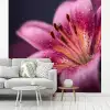 Roze - lelie - Dauwdruppels fotobehang vinyl groot -woonkamer
