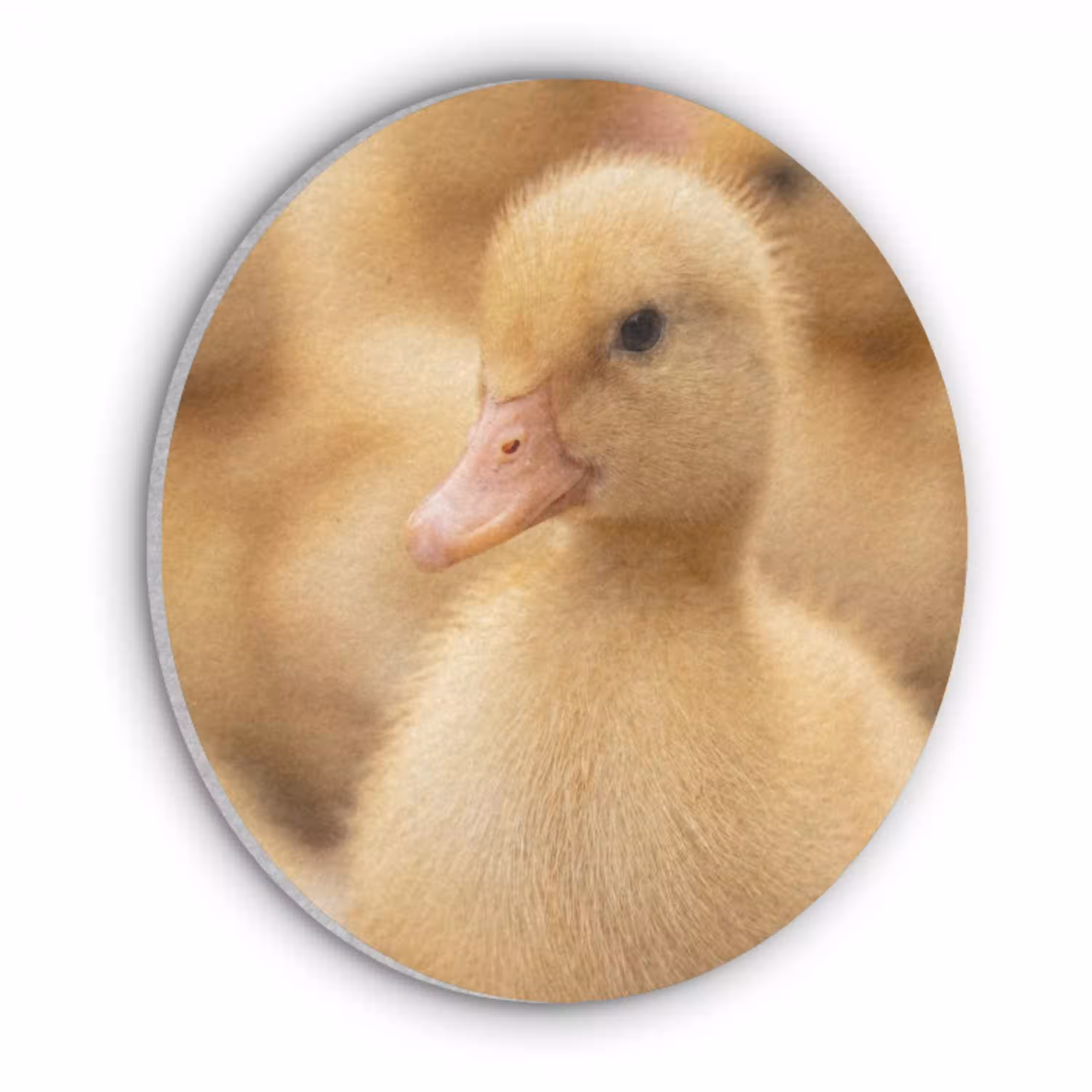 Pijltje - Eend - Natuur - Geel Akoestische PET Vilt - Rond klein -3d