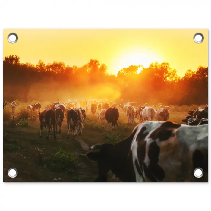 Koeien - Zonsondergang - Weiland - Dieren tuinposter los doek klein -3d