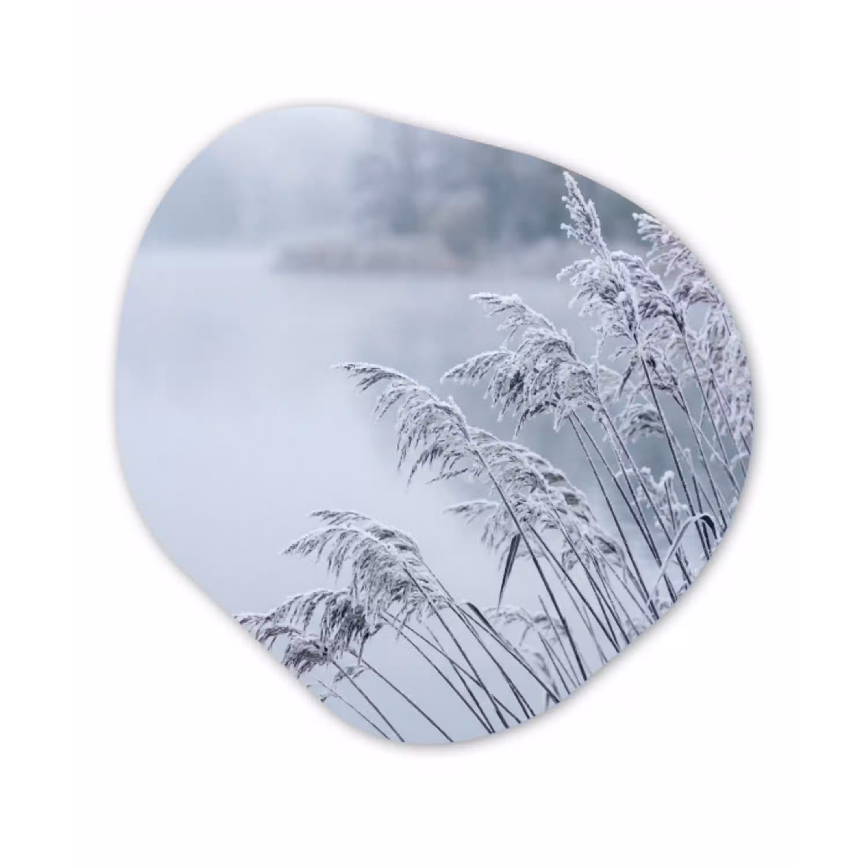 Riet - Bevroren - Winter - Natuur Wandcirkel Organisch Forex 3mm klein -3d