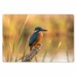 IJsvogel - Tak - Water - Kleurrijk - Levendig Placemat vinyl groot -zzsfeer1_Kitchenyeah-website