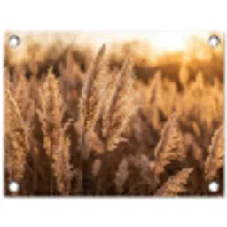 Rietpluimen - Gras - Zonsondergang - Goud - Serene tuinposter los doek klein -3d