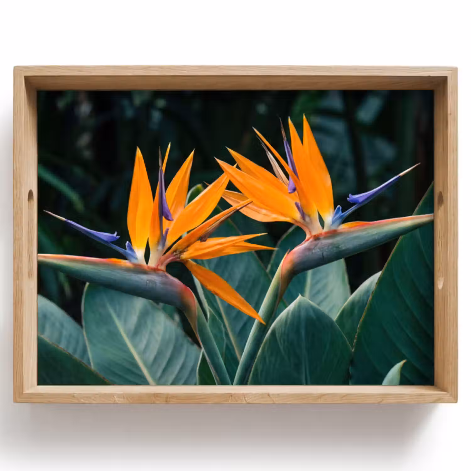 Dienblad - Paradijsvogel - Bloem - Exotisch