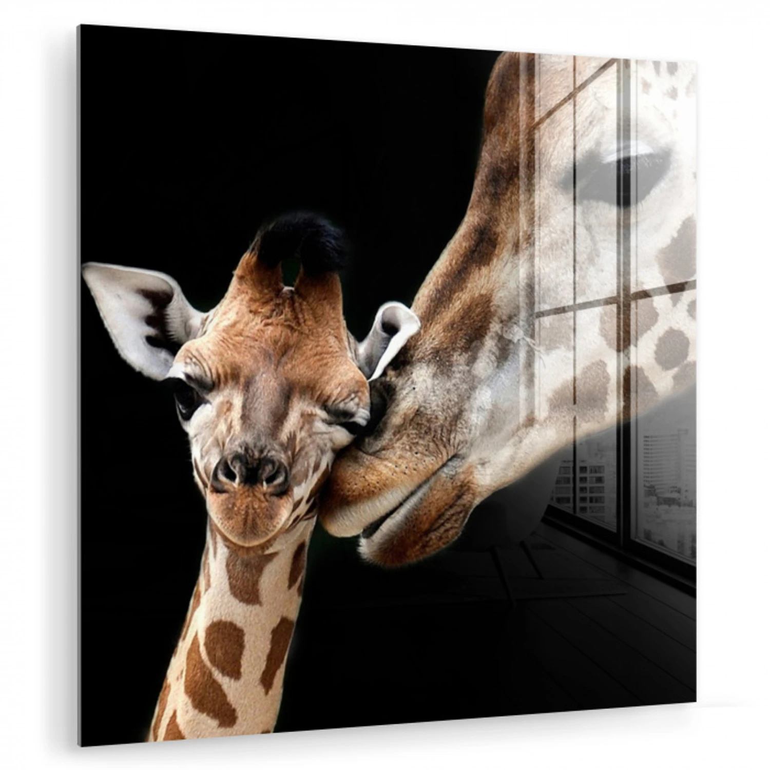 Giraffe - Dieren - Zwart - Portret - Dieren plexiglas 5mm klein -zzzproduct_nieuw