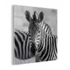 Zebra's - Zwart - Wit plexiglas 5mm klein -z3d