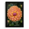 Dahlia - Bloem - Oranje fotolijst zwart zonder passe partout klein -3d