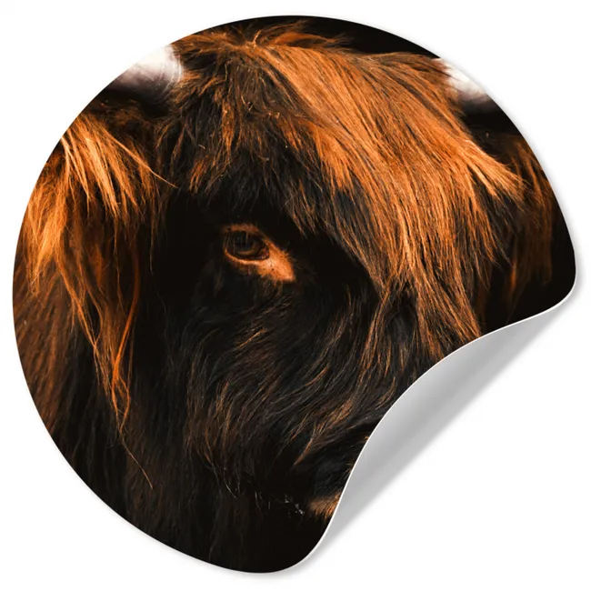 Schotse hooglander - Zwart - Koe - Hoorn - Dieren Wandcirkel behangsticker klein -3d