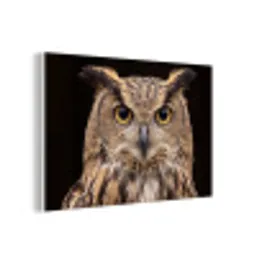 Oehoe - Uil - Portret - Bruin forex 5mm xxl -3d