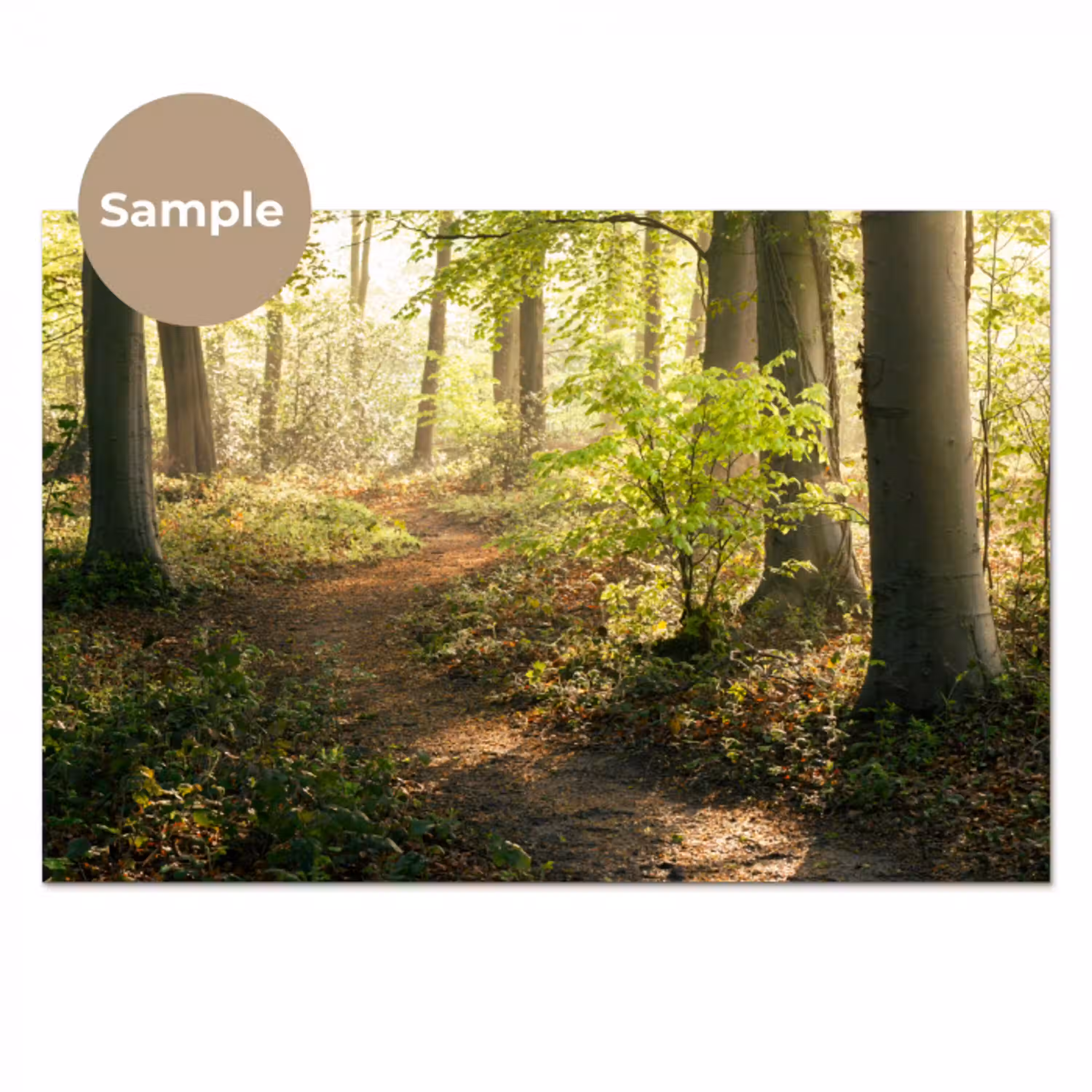 Bos - Bomen - Pad - Zon - Planten - Bladeren - Natuur keuken achterwand sample klein -3d