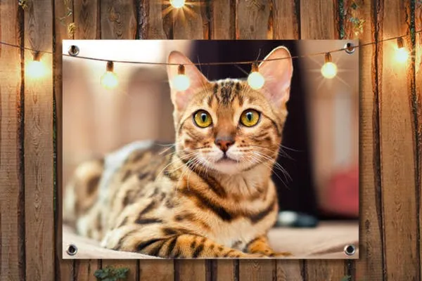 Tuinposter Kat met Sfeerlichtjes