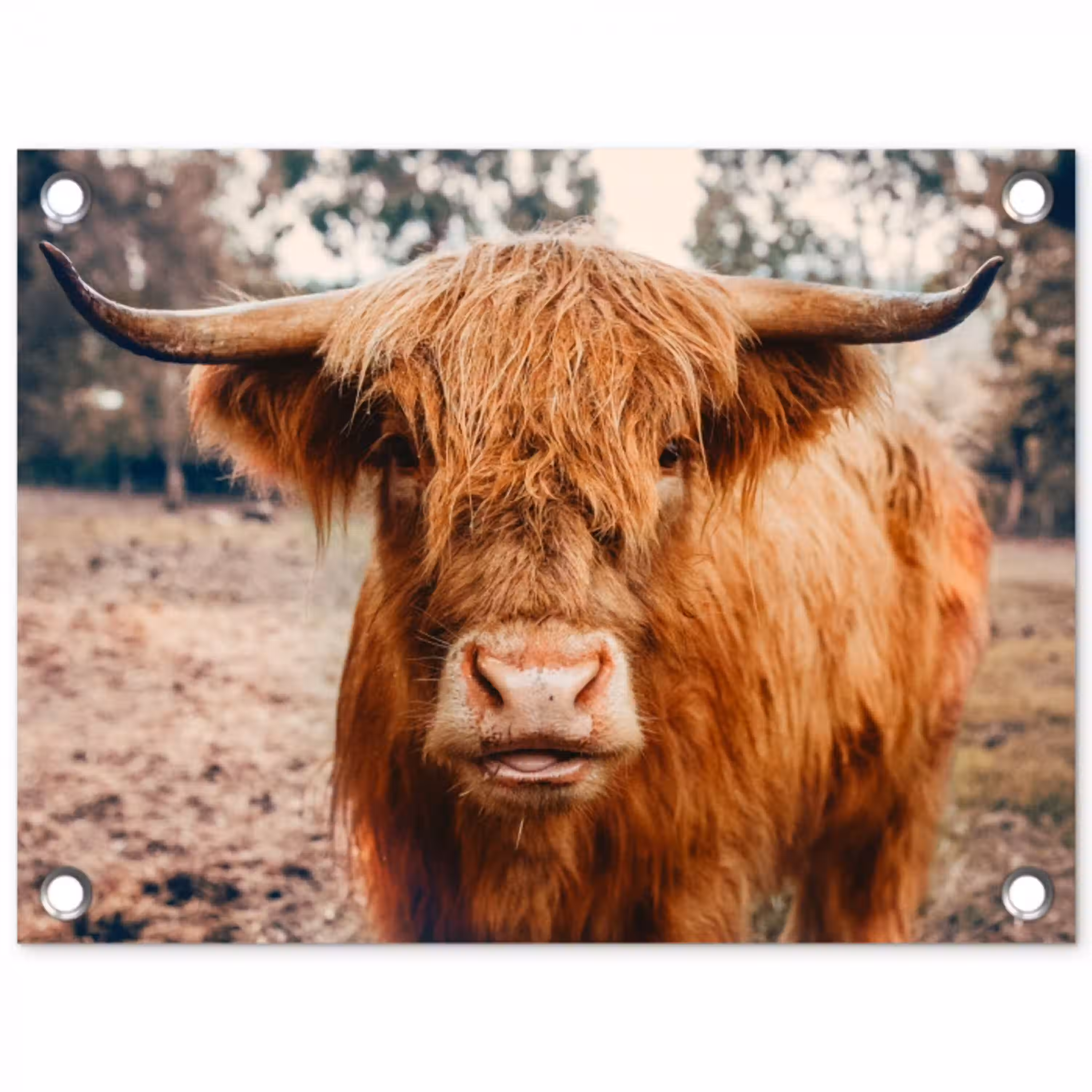 Koe- Schotse hooglander - Hoorns - Bruin - Landschap tuinposter los doek klein -3d