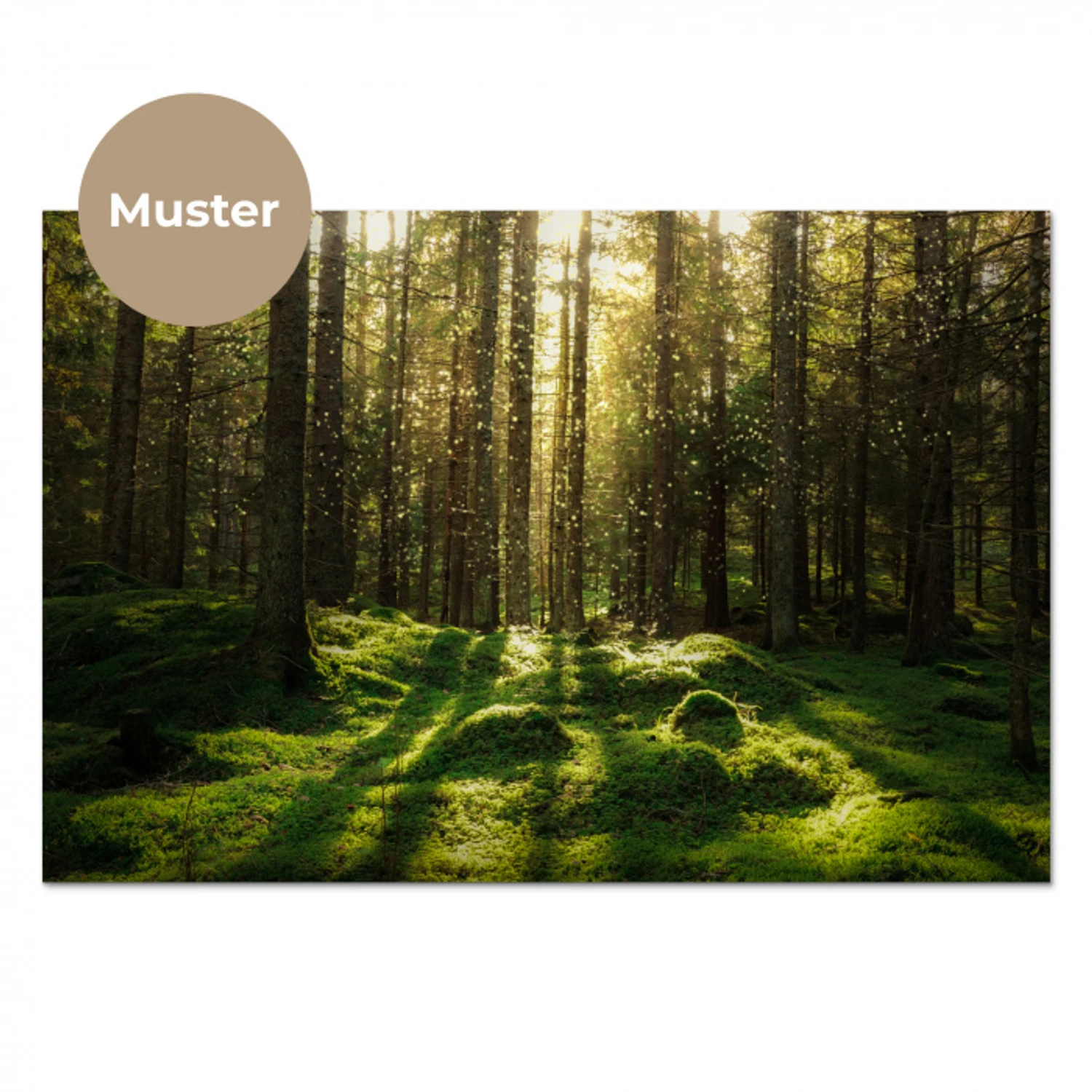 Bomen - Bos - Mos - Planten - Zon - Natuur keuken achterwand sample klein -3d_DE