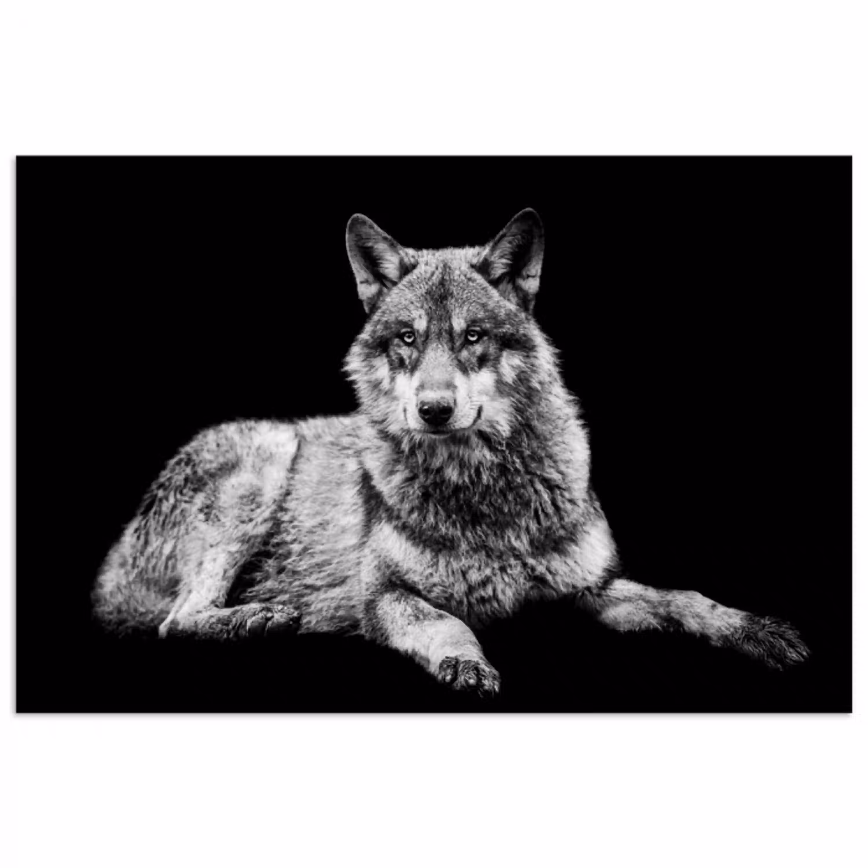Wilde dieren - Wolf - Zwart - Wit poster papier klein -3d
