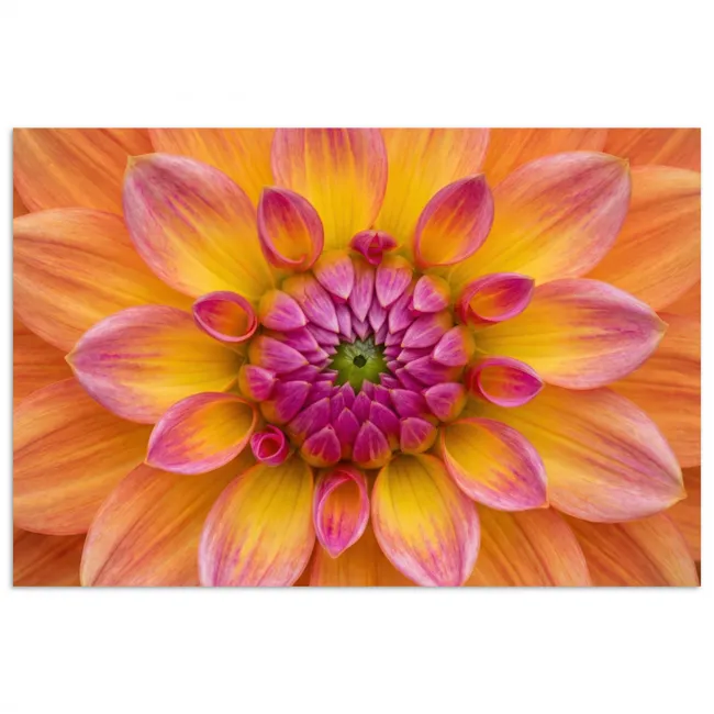 Poster - Dahlia - Bloem - Oranje