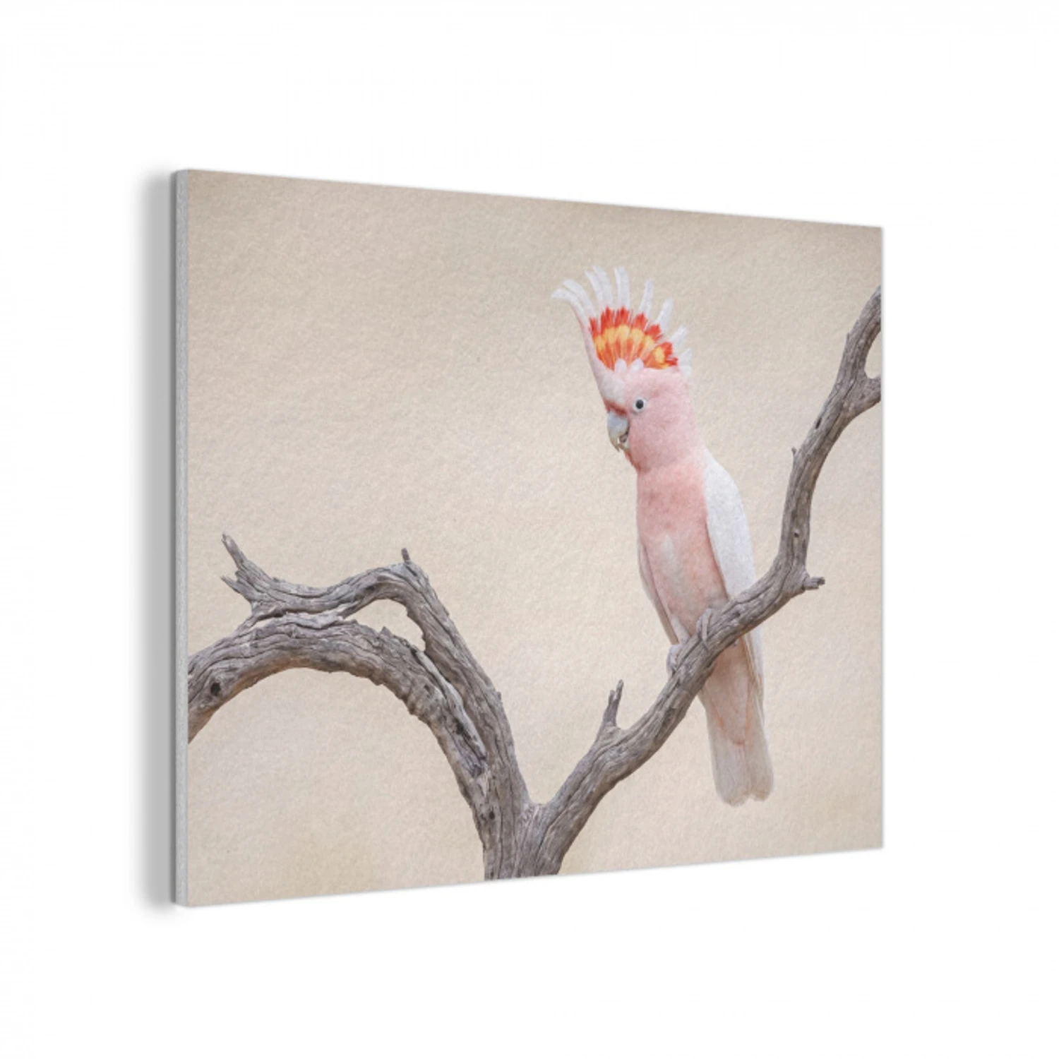Papagaai - Tak - Roze PET vilt klein -3d