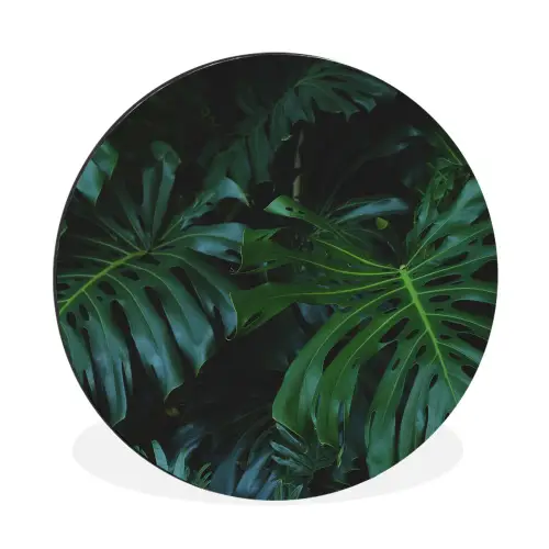 Monstera - Bladeren - Tropisch - Jungle Wandcirkel aluminium klein -3d