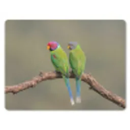 Papagaai - Tak - Natuur - Kleurrijk muismat rubber klein -3d