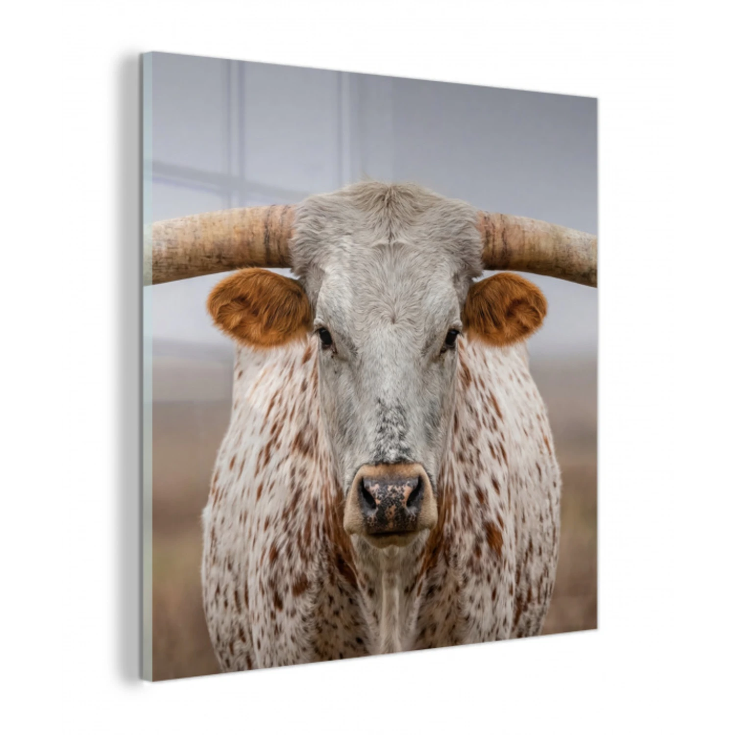 Longhorn - Grasveld - Dier plexiglas 5mm klein -z3d