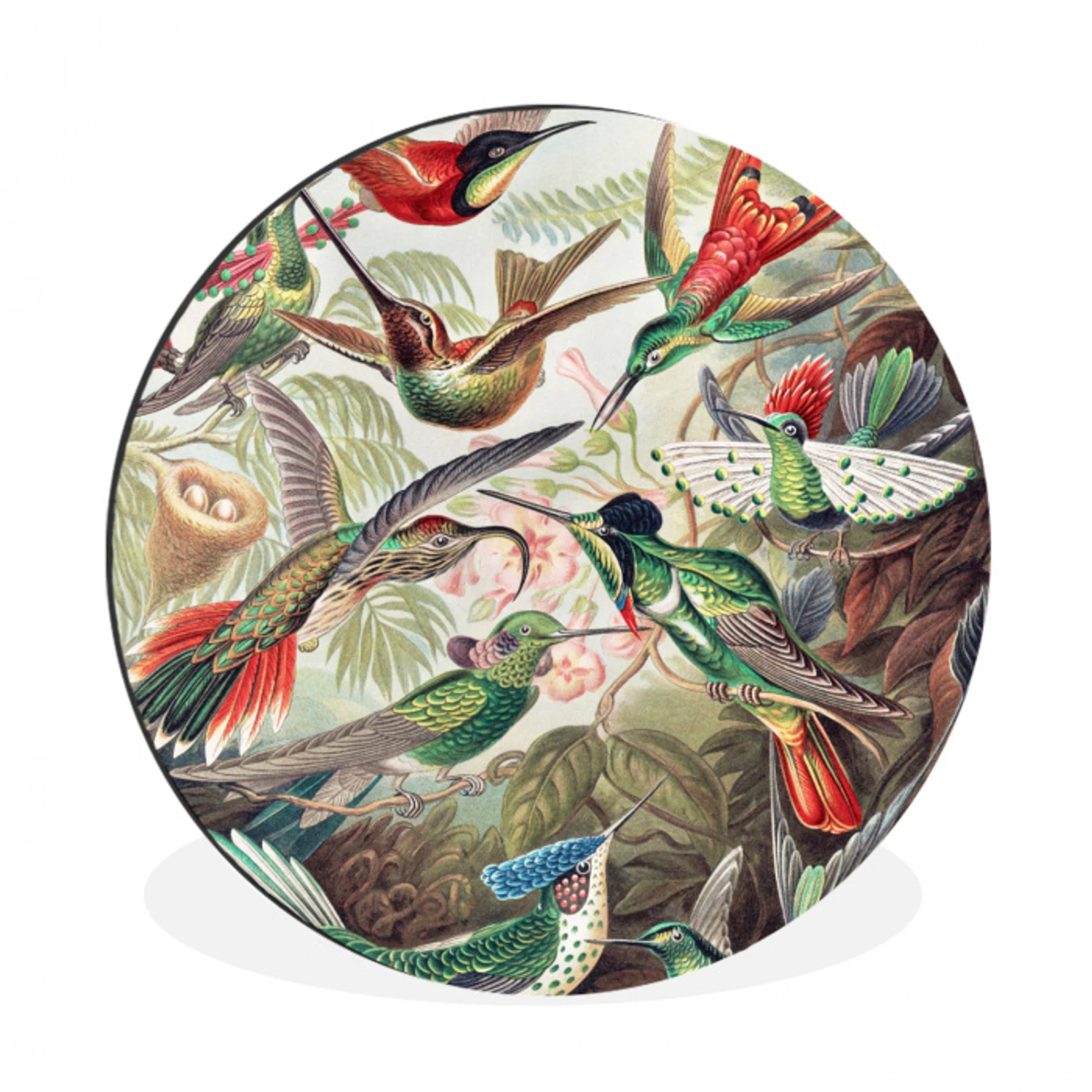 Kolibrie - Tuindecoratie - Vintage - Ernst Haeckel - Tuinposter Wandcirkel aluminium klein -3d