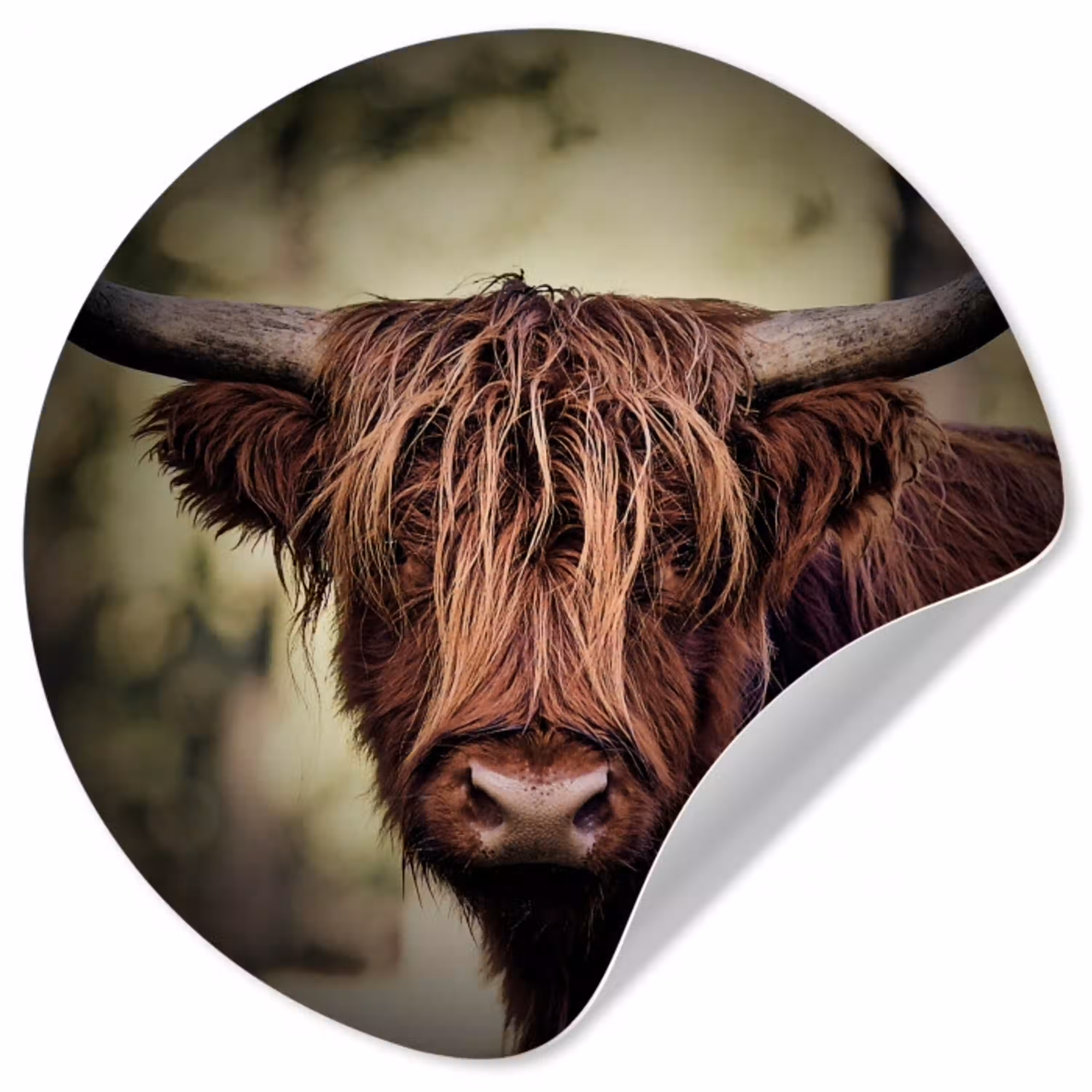 Schotse hooglander - Licht - Portret - Natuur Wandcirkel behangsticker klein -3d