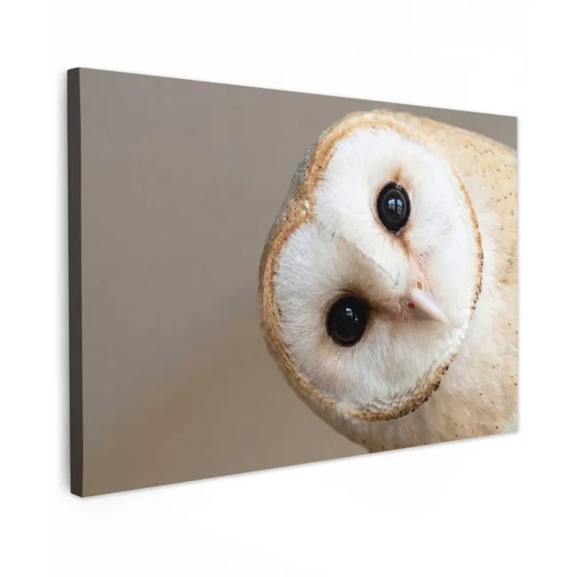 Buiten canvas - Uil - Bruin - Wit
