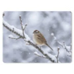 Vogel - Tak - Sneeuw - Winter muismat rubber klein -3d
