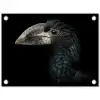 Vogel - Portret - Neushoornvogel - Zwart - Dieren tuinposter los doek klein -3d