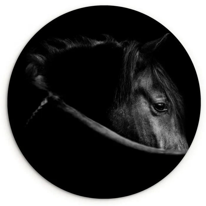 Paarden - Portret - Zwart - Dieren Wandcirkel kunststof plaat 5mm dik klein -3d