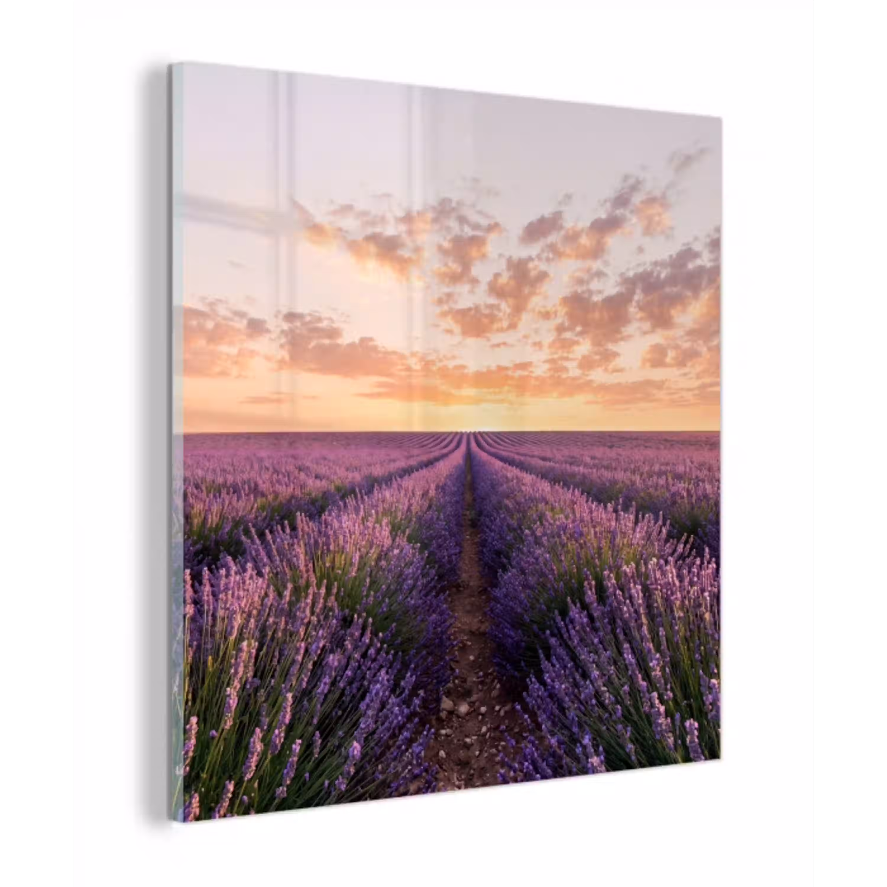Landschap - Lavendelveld - Paars plexiglas 5mm klein -z3d