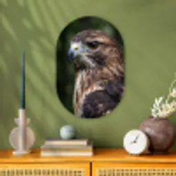 Buizerd - Roofvogel - Natuur - Bruin Wandcirkel Ovaal Forex klein -sfeer2