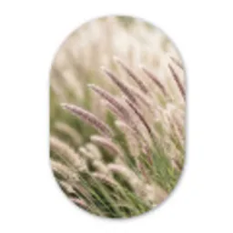 Gras - Close up - Groen Wandcirkel Ovaal Forex klein -3d