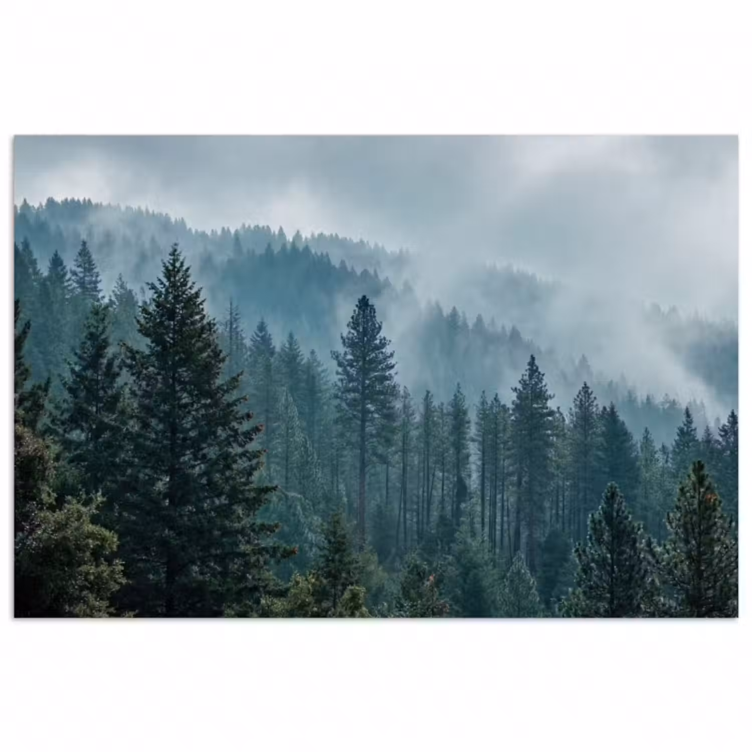 Poster - Naaldwoud - Bergen - Nebel