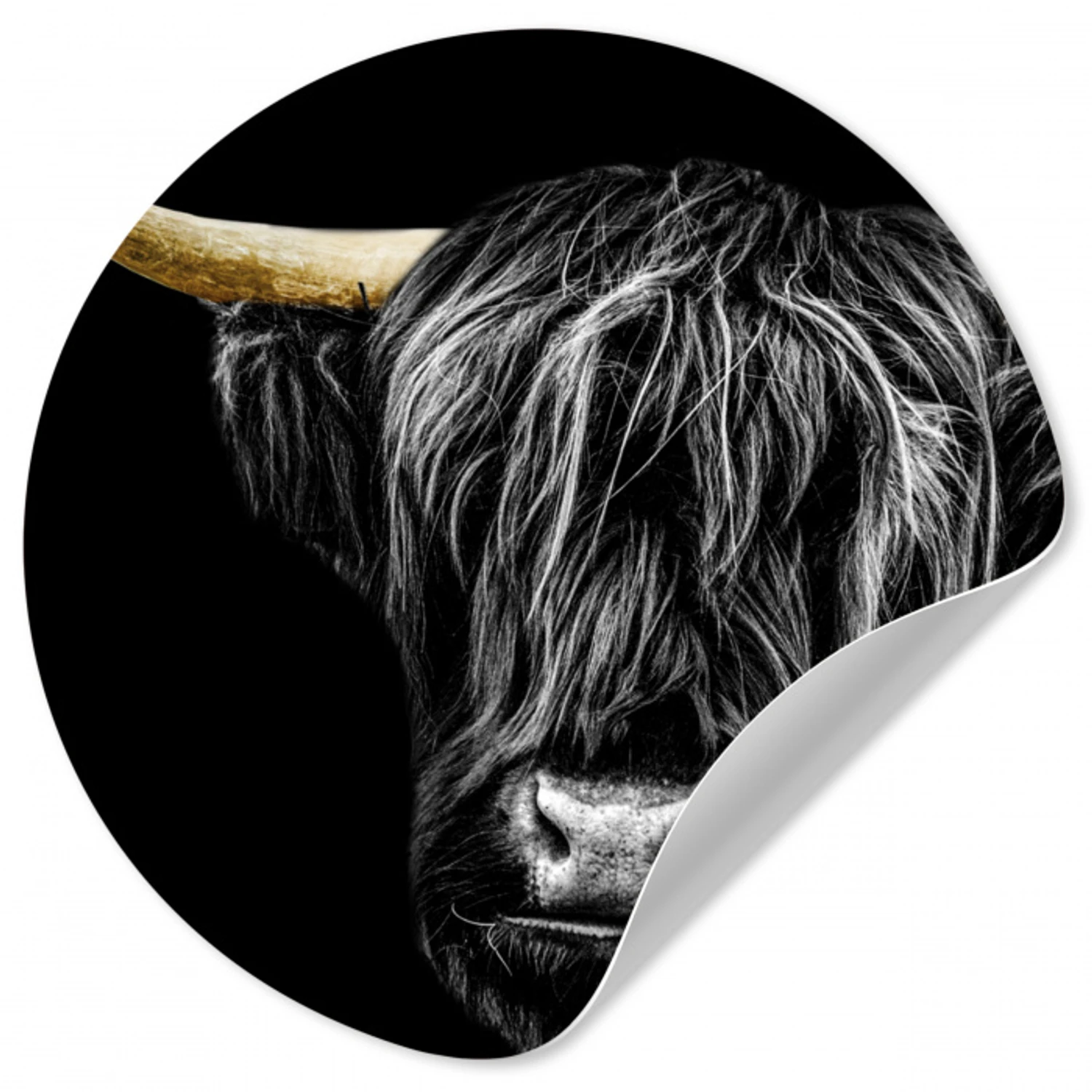 Schotse hooglander - Goud - Vacht - Dieren - Koe Wandcirkel behangsticker klein -3d