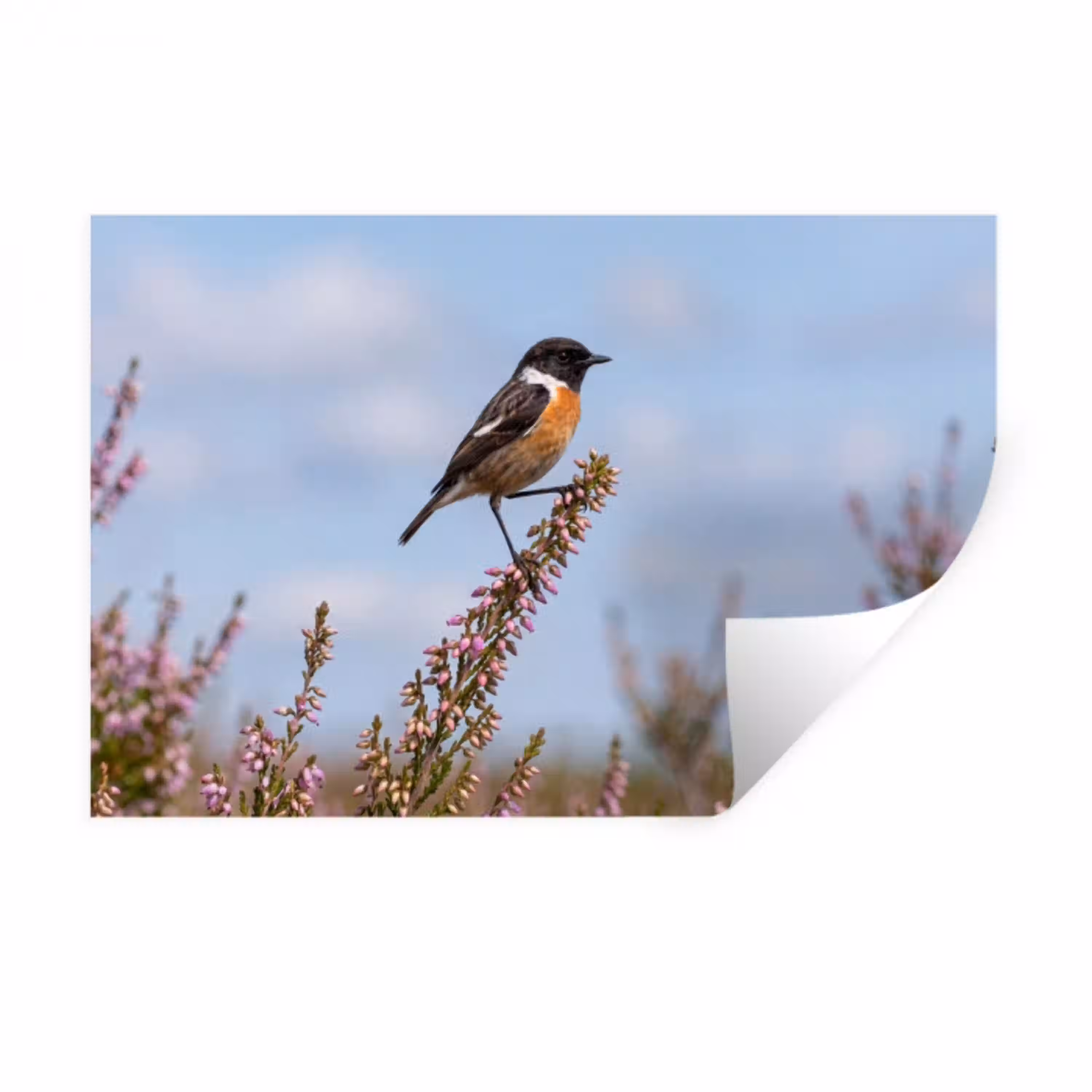 Roodborsttapuit - Heide - Paars - Natuur - Sfeervol Muursticker klein -3d