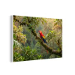 Ara - Jungle - Rood forex 5mm xxl -3d