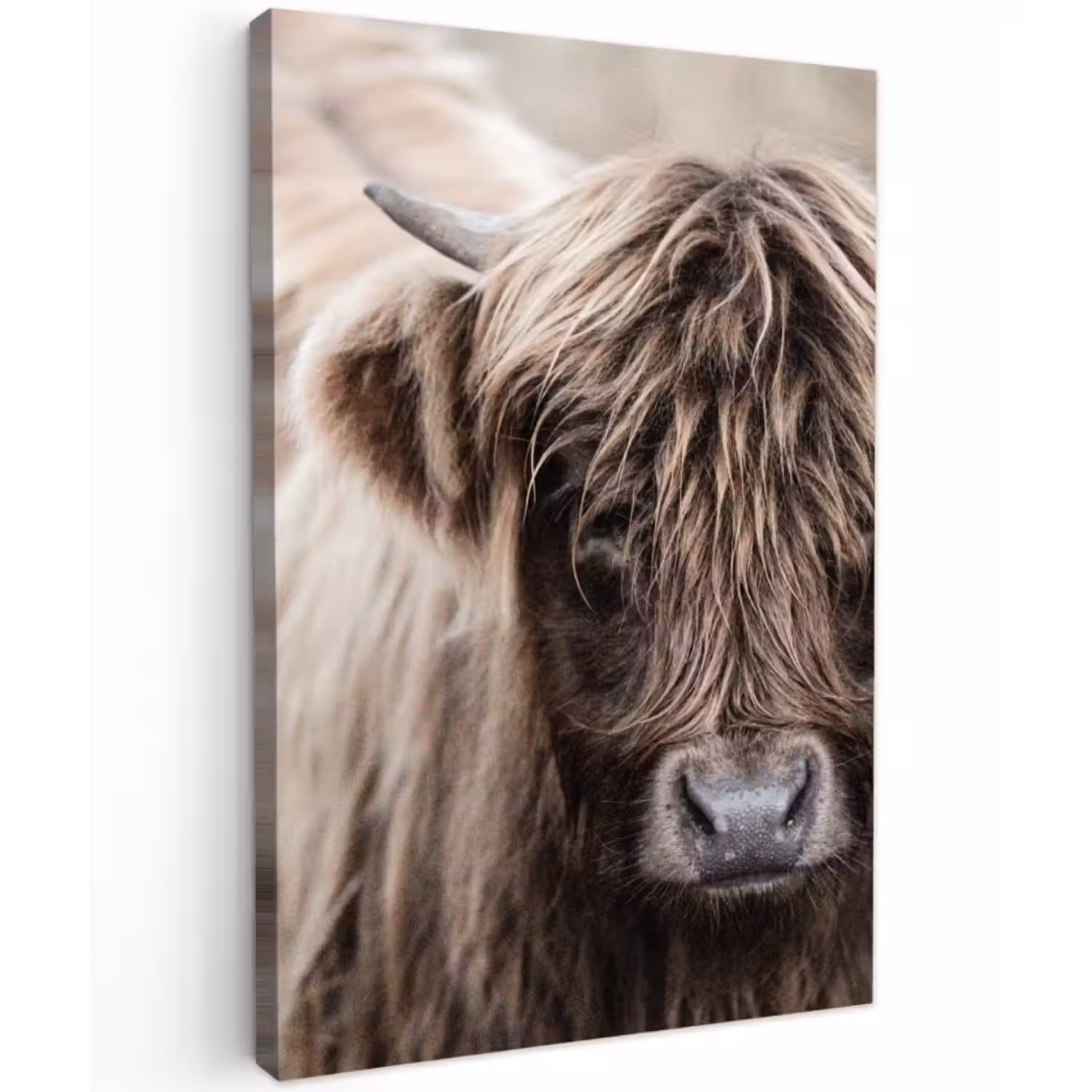 Canvas schilderij - Schotse Hooglander - Dieren - Hoorn