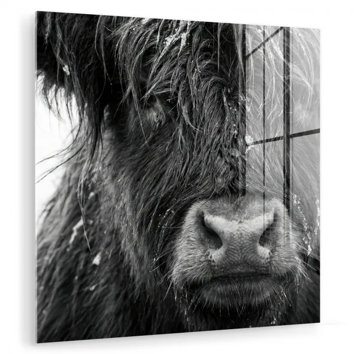 Schotse hooglander - Zwart - Wit - Sneeuwvlokken plexiglas 5mm klein -zzzproduct_nieuw